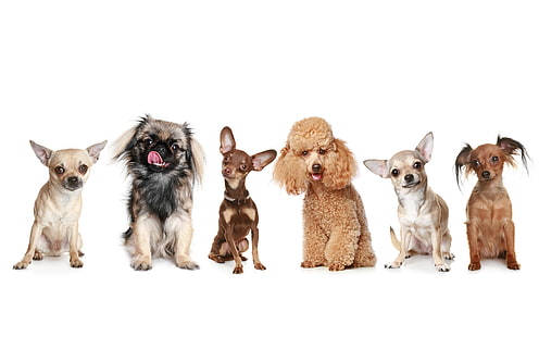 six assorted-breed of dogs, dogs, poodle, toy Terrier, pickiness, Pinscher, Chihuahua, HD wallpaper HD wallpaper