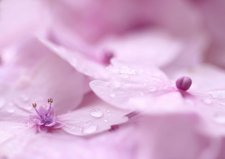 pink moth orchid with water dew, hortensias, hortensias, moth orchid, water, dew, hydrangea, hortensia, macro, pistil, fleurs, flowers, rose  pink, nature, pink Color, flower, plant, close-up, petal, beauty In Nature, springtime, freshness, flower Head, blossom, HD wallpaper