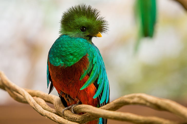 Uccelli, Quetzal, Uccello, Fauna selvatica, Sfondo HD