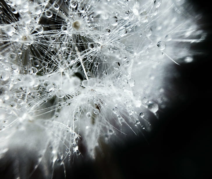 spider web with water droplets closeup photography, softer, spider web, water droplets, closeup photography, Dandelion, drops, iPhone, iphoneography, nature, macro, details, spokes, seeds, beautiful, shadows, light  reflection, Instagram, imagination, abstract, amazing, Awesome, HD wallpaper