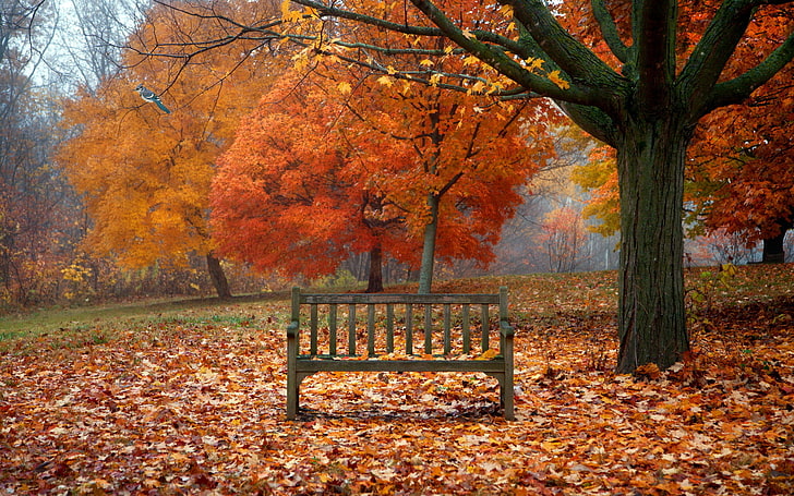 gray wooden bench, autumn, leaves, nature, bird, bench, HD wallpaper