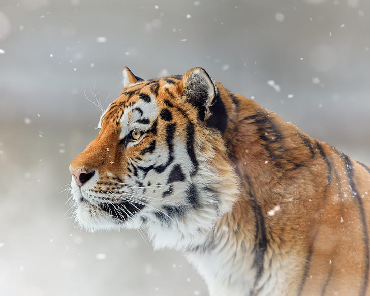 face, snow, tiger, portrait, profile, wild cat, HD wallpaper
