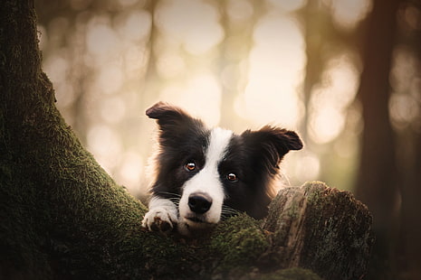 Anjing, Border Collie, Baby Animal, Dog, Pet, Puppy, Wallpaper HD HD wallpaper
