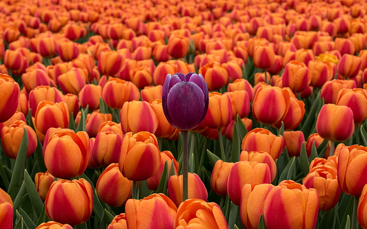 fioletowe i pomarańczowe kwiaty tulipanów, tulipany, klomb, kontrast, kwiaty, pomarańczowy, fioletowy, Tapety HD