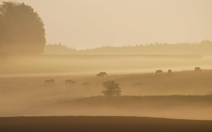 деревья, пейзаж, туман, утро, лошадь, животные, поле, HD обои
