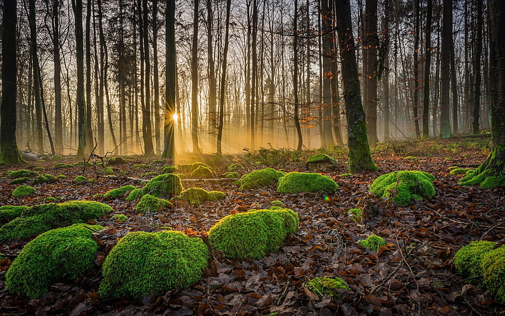 Fall Forest With Trees, Fallen Leaves Stones With Moss Rays Sunrise Gassing Desktop Wallpaper Hd Widescreen Free Download For Windows, HD wallpaper