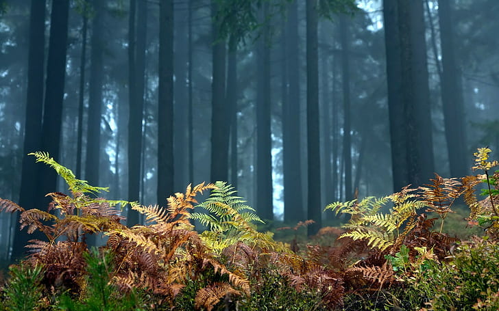 Bäume, Wald, Natur, Pflanzen, HD-Hintergrundbild