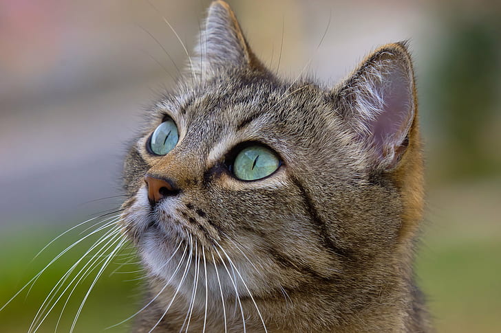 แมว tabby สีน้ำตาลโตเต็มวัยตาเขียวซิกสำรวจผู้ใหญ่แมวลายสีน้ำตาลแมว tabby ตาสีเขียว Sony A77 Gabriel Coruñaสัตว์แมว Xelo เดอกาลิเซียนักสำรวจภาพถ่ายแมวบ้านสัตว์ สัตว์เลี้ยง, กลางแจ้ง, น่ารัก, ธรรมชาติ, เลี้ยงลูกด้วยนม, มอง, แมว, ขน, วอลล์เปเปอร์ HD