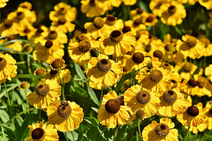 flor, flor, amarillo, coneflower, pétalo, florecer, Fondo de pantalla HD