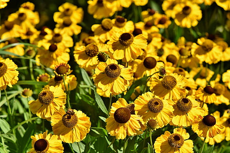 bunga, mekar, kuning, coneflower, daun bunga, mekar, Wallpaper HD HD wallpaper
