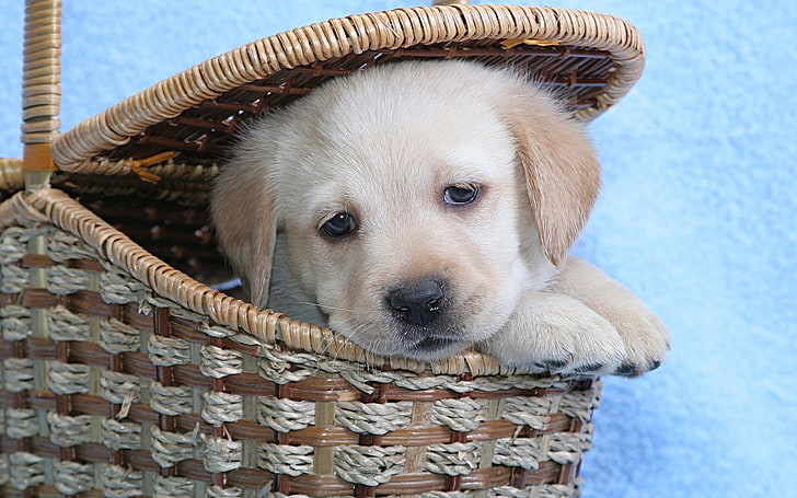 Labrador retriever giallo cucciolo, cane, labrador, cestino, museruola, Sfondo HD