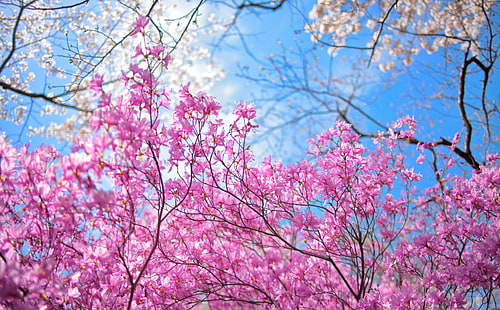 Wesołej wiosny, różowe kwiaty, pory roku, wiosna, kwiaty, drzewa, jasne, japonia, sezon, kwiat, spokojny, kanon, wiosna, bokeh, azalia, Pentax, 5dmarkii, bluesky, kmount, Tapety HD HD wallpaper