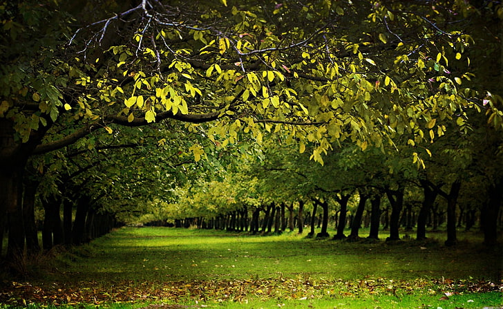 Ein Walnuss-Obstgarten im Herbst, grüne Bäume, Jahreszeiten, Herbst, Obstgarten, Fall, Walnuss, HD-Hintergrundbild