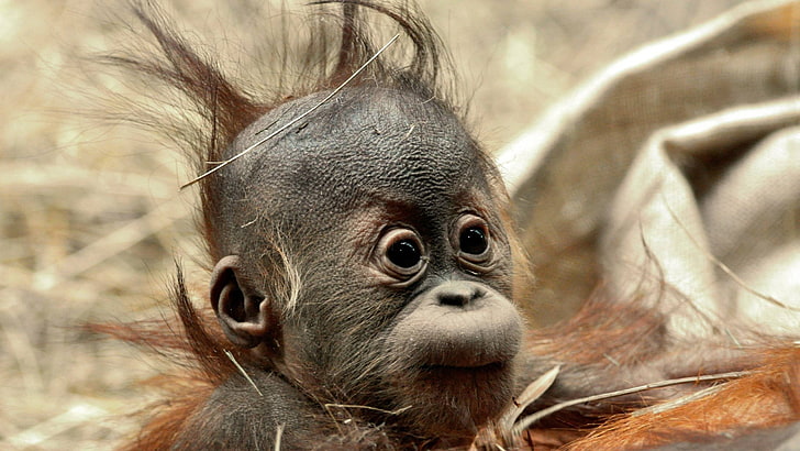 black monkey, baby animals, chimpanzees, animals, orangutans, HD wallpaper
