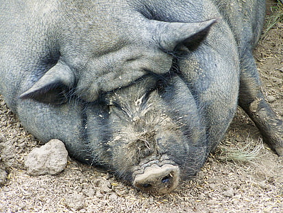 Cochon, graisse, sommeil, Fond d'écran HD HD wallpaper