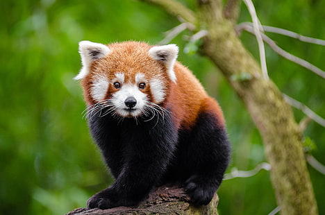 focus photo of black-and-brown fur animal at the branch of the tree, red panda, red panda, Red Panda, focus, photo, black-and-brown, fur, animal, branch, tree, red  panda, tier, roter, kleiner, nikon  d7000, bokeh, cute, adorable, sweet, süß, sueß, suess, green, endangered  species, zoo, tierpark, deutschland, germany, young, bamboo, ears, face, tail, schwanz, nose, nase, orange, high, iso, animals, nature, natur, wildlife, ailurus  fulgens, vintage, mozilla  firefox, feet, paws, paw  foot, weekend, winter, cold, kalt, male, panda - Animal, mammal, forest, bear, asia, HD wallpaper HD wallpaper