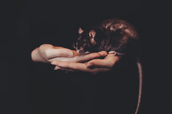 black and brown rat, rat, hands, pet, HD wallpaper