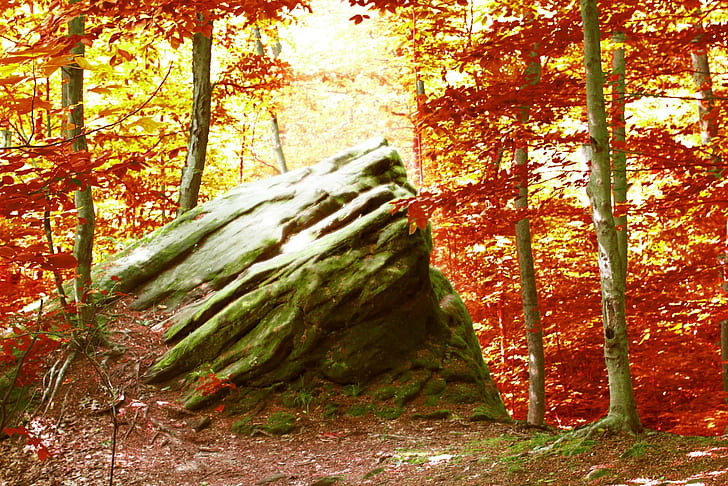 Batuan di Hutan Musim Gugur !, alam, hutan, batu, musim gugur, Wallpaper HD