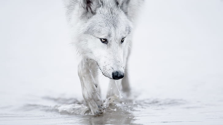 musim dingin salju serigala putih Arktik 1920x1080 Nature Winter HD Art, Winter, snow, Wallpaper HD
