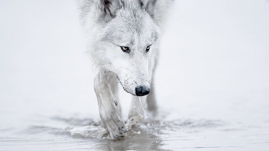 зима снег белый волк арктика 1920x1080 природа зима HD арт, зима, снег, HD обои HD wallpaper