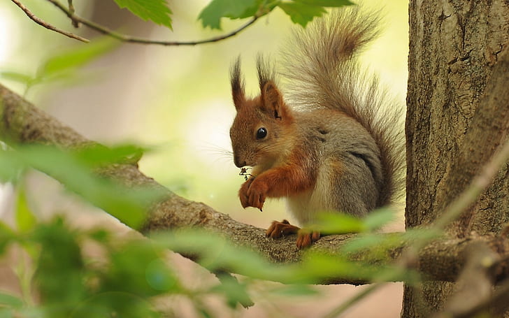 Red squirrel on tree, red, tree, branch, squirrel, Best s, HD wallpaper