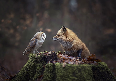 Fuchs, Eule, Tiere, Wald, HD-Hintergrundbild HD wallpaper