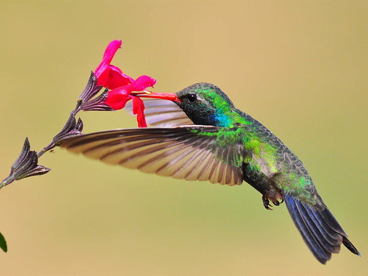 Hummingbird, nectar, red flower, Hummingbird, Nectar, Red, Flower, HD wallpaper