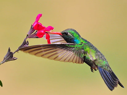 Hummingbird, nectar, red flower, Hummingbird, Nectar, Red, Flower, HD wallpaper HD wallpaper