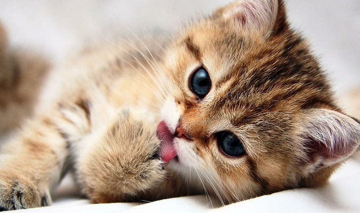 Licking My Paws, brown tabby kitten, nice, kitty, cute, animals, HD wallpaper