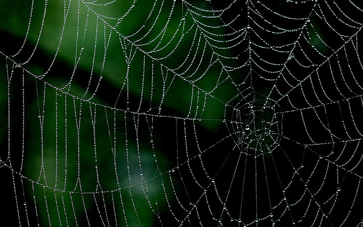 spiderwebs, minimalism, nature, water drops, closeup, macro, nets, HD wallpaper