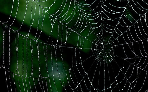 sarang laba-laba, minimalis, alam, tetesan air, closeup, makro, jaring, Wallpaper HD HD wallpaper
