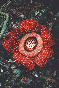rafflesia, flor, manchada, exótica, flor de monstruo, Fondo de pantalla HD HD wallpaper