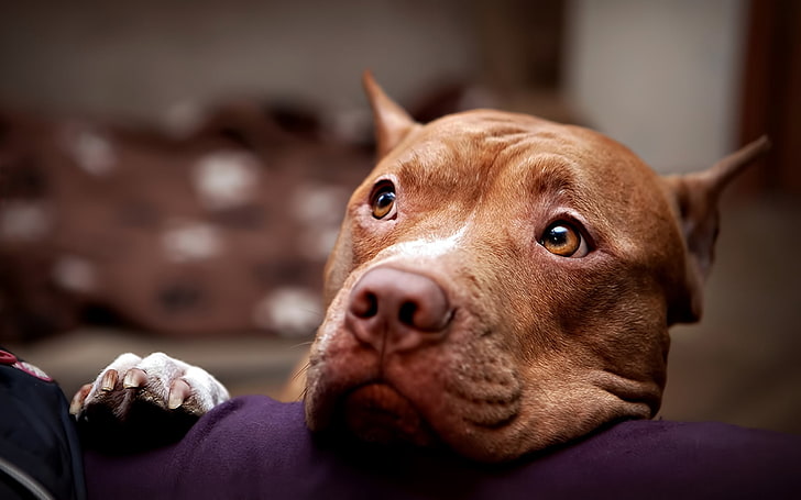 anjing cokelat berlapis pendek, pitbull, anjing, wajah, mata, kesedihan, Wallpaper HD