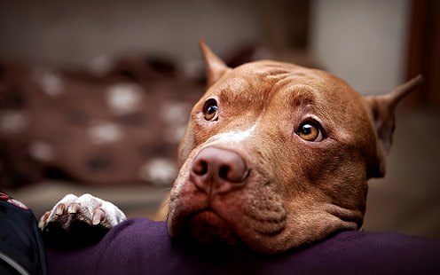 perro marrón de capa corta, pitbull, perro, cara, ojos, tristeza, Fondo de pantalla HD HD wallpaper