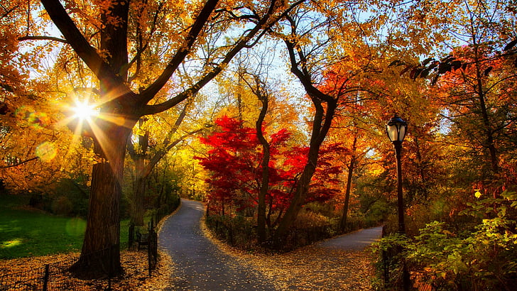 слънце, есен, цветове, есен, парк, пътека, лъчи, слънчев лъч, природа, листо, дърво, гора, широколистни, гора, клон, сутрин, HD тапет
