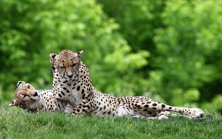 Two Sisters, two cheetahs, Animals, Leopard, nature, green, grassland, sleep, HD wallpaper