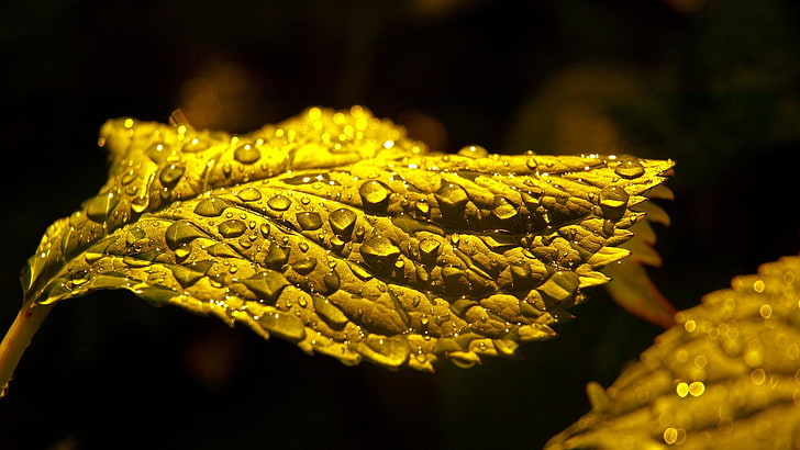 grünes Blatt, Natur, Wassertropfen, Pflanzen, Blatt, Makro, Blätter, HD-Hintergrundbild