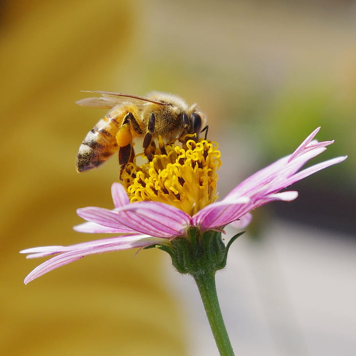 медоносная пчела на желто-розовом цветке, Макрос, желтый, розовый, цветок, космос, pentax Kx, PENTAX Kx, гео, широта, долгота, геотег, Top, Seven, пчела, насекомое, природа, опыление, пыльца, мед, близколето, растение, медоносная пчела, животное, весна, крыло животного, лепесток, HD обои
