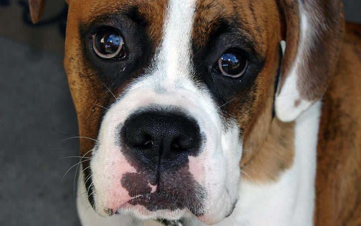 brown brindle and white boxer puppy, dog, boxing shepherd, muzzle, eyes, nose, HD wallpaper