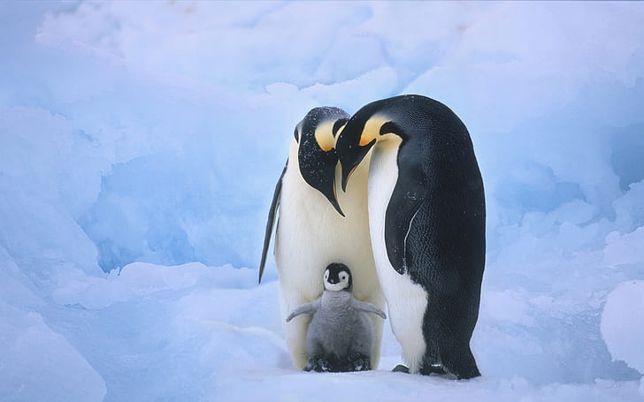 ペンギンの家族、家族、ペンギン、 HDデスクトップの壁紙