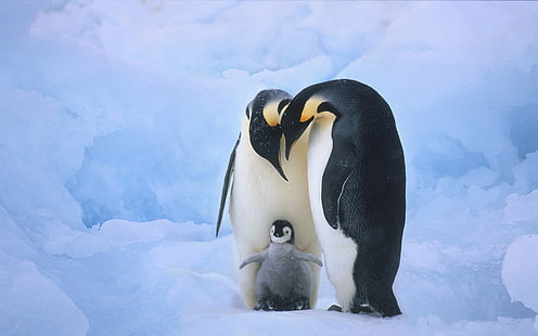 Członkowie rodziny pingwinów, rodzina, pingwiny, Tapety HD HD wallpaper