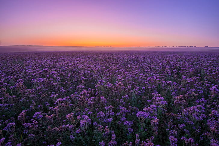 Blumen, Blume, Feld, Landschaft, Lila Blume, Himmel, Sommer, Sonnenuntergang, HD-Hintergrundbild