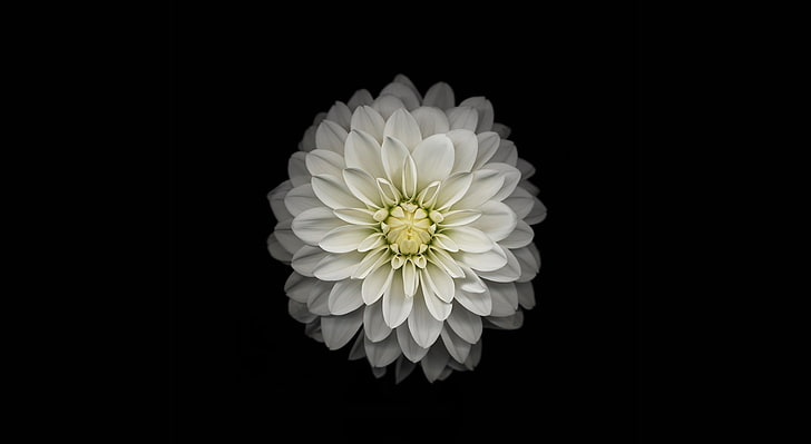 Apple iOS Flower-3, белый цветок георгина, компьютеры, Mac, цветок, яблоко, белый, компьютер, природа, apple ios, HD обои