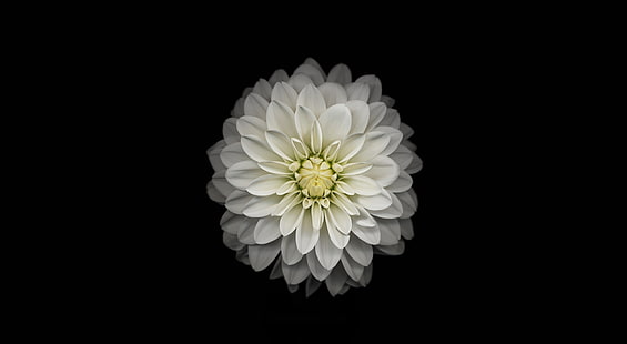 Apple iOS Flower-3, 하얀 달리아 꽃, 컴퓨터, Mac, 꽃, 사과, 화이트, 컴퓨터, 자연, 사과 ios, HD 배경 화면 HD wallpaper