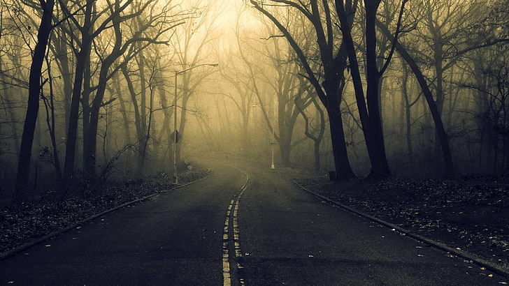 пейзажна фотография на магистрала с безлистни дървета, път, гора, призрачен, HD тапет
