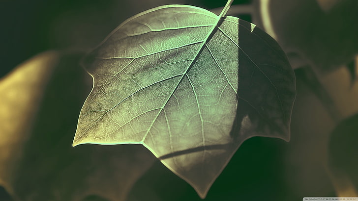 зелен лист, зелен лист, природа, листа, фотография, растения, макро, HD тапет