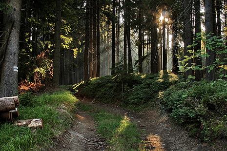 bosque, naturaleza, paisaje, HD-Hintergrundbild HD wallpaper