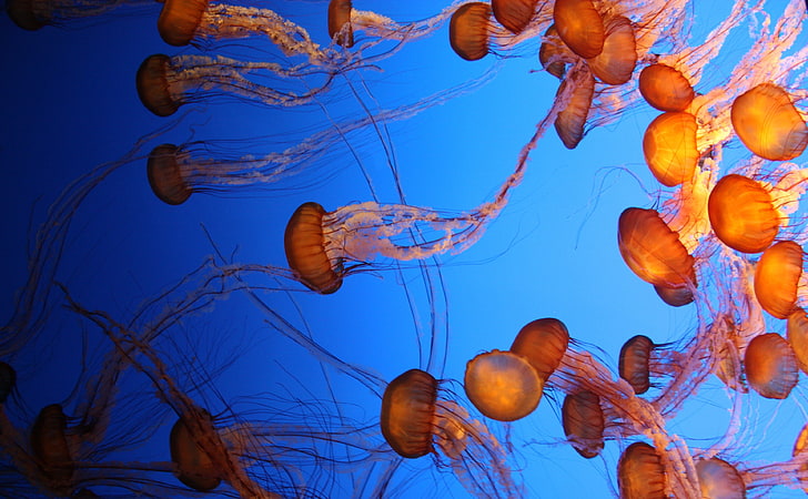 Jelly, Animals, Sea, Blue, Orange, Underwater, Jellyfish, blue water, Jelly, HD wallpaper