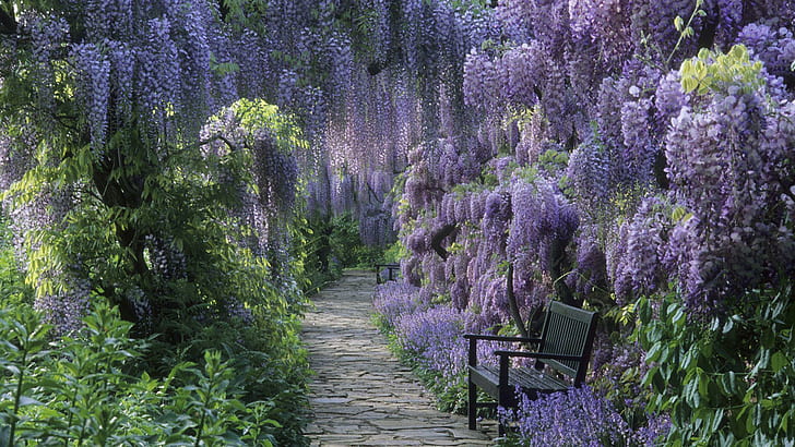 Bench under flowering trees, lavender flowers, nature, 1920x1080, tree, bench, park, alley, HD wallpaper