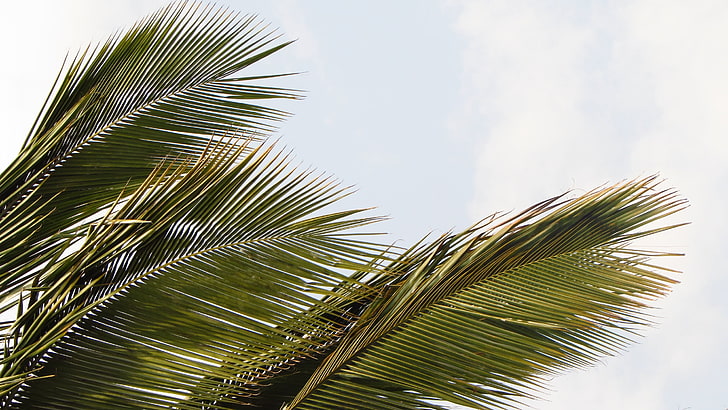 grüne Blattpflanze mit braunem Topf, Palmen, HD-Hintergrundbild